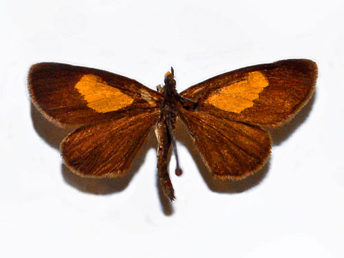 Drymoea veliterna